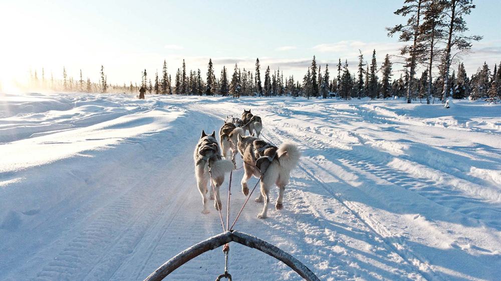 dog-sled-kiruna-sweden-lapland